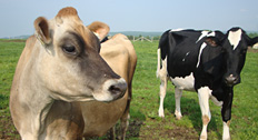Vaches de la grange centenaire du CIARC de Coaticook